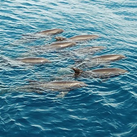 Beloi Atauro Dive Resort מראה חיצוני תמונה