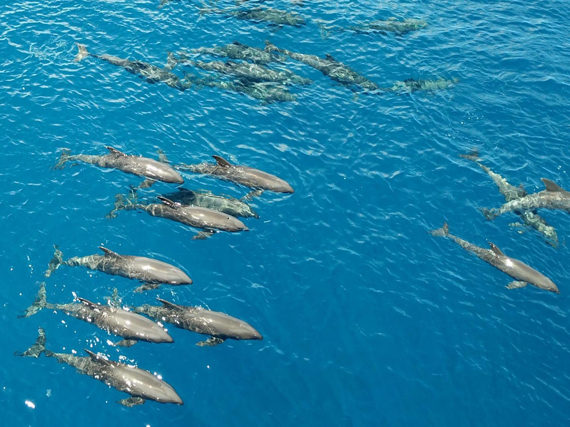Beloi Atauro Dive Resort מראה חיצוני תמונה