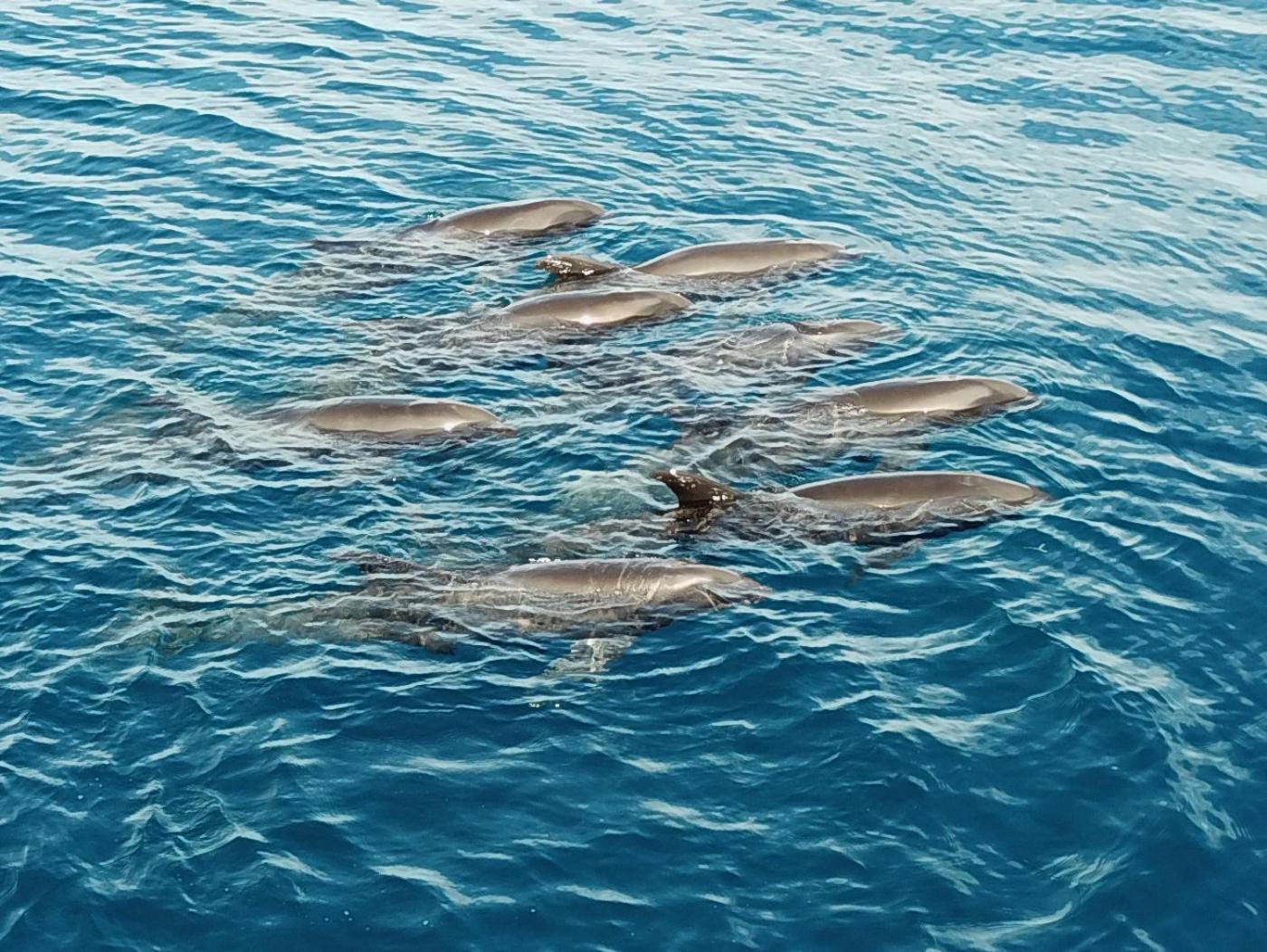 Beloi Atauro Dive Resort מראה חיצוני תמונה