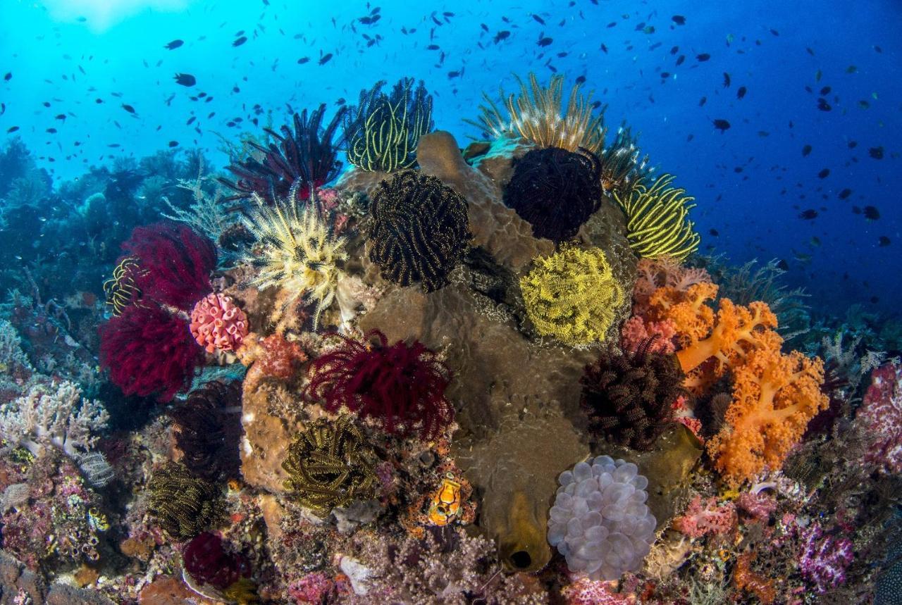 Beloi Atauro Dive Resort מראה חיצוני תמונה
