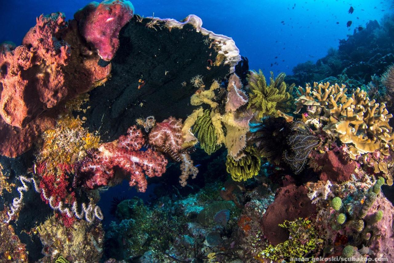 Beloi Atauro Dive Resort מראה חיצוני תמונה