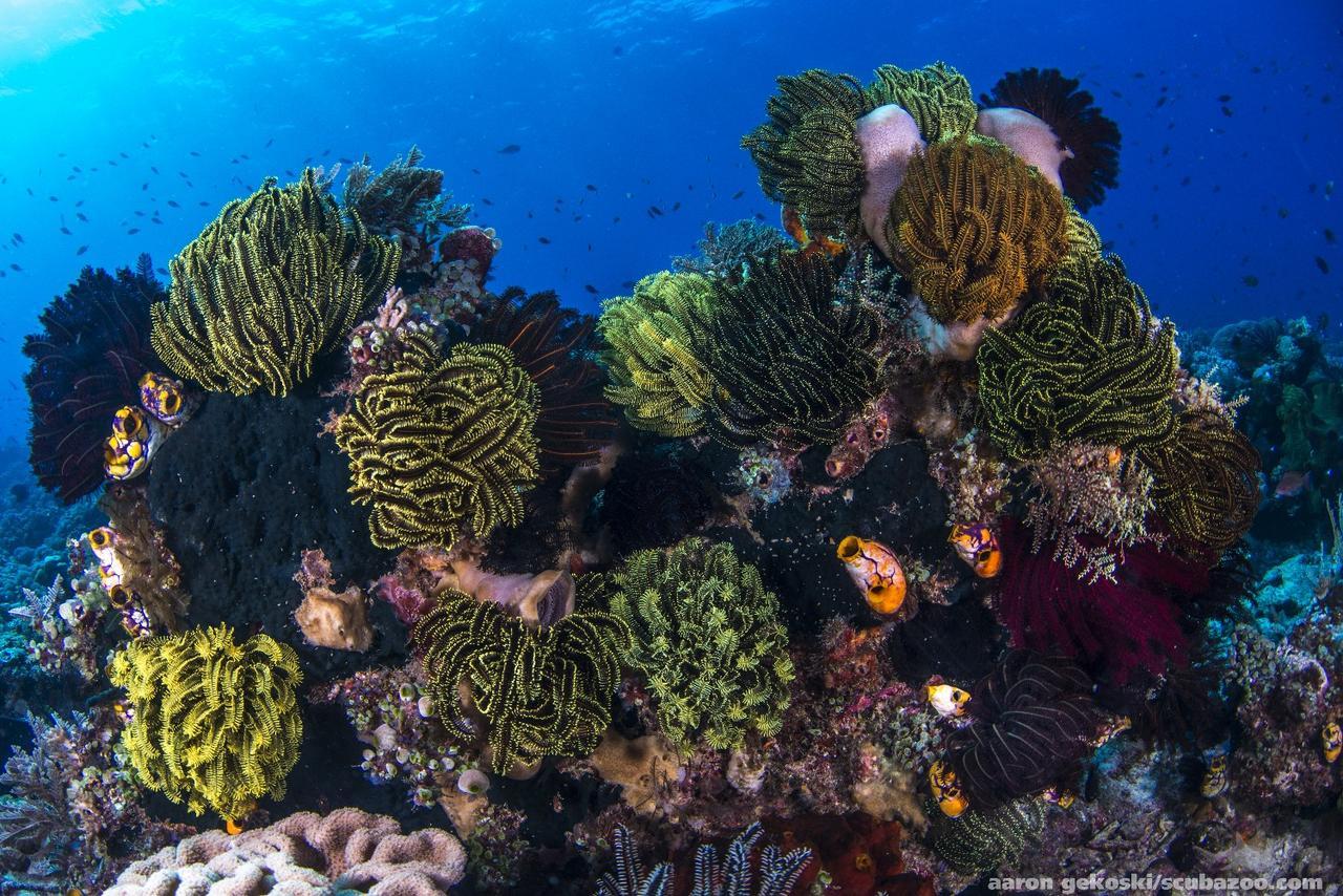 Beloi Atauro Dive Resort מראה חיצוני תמונה