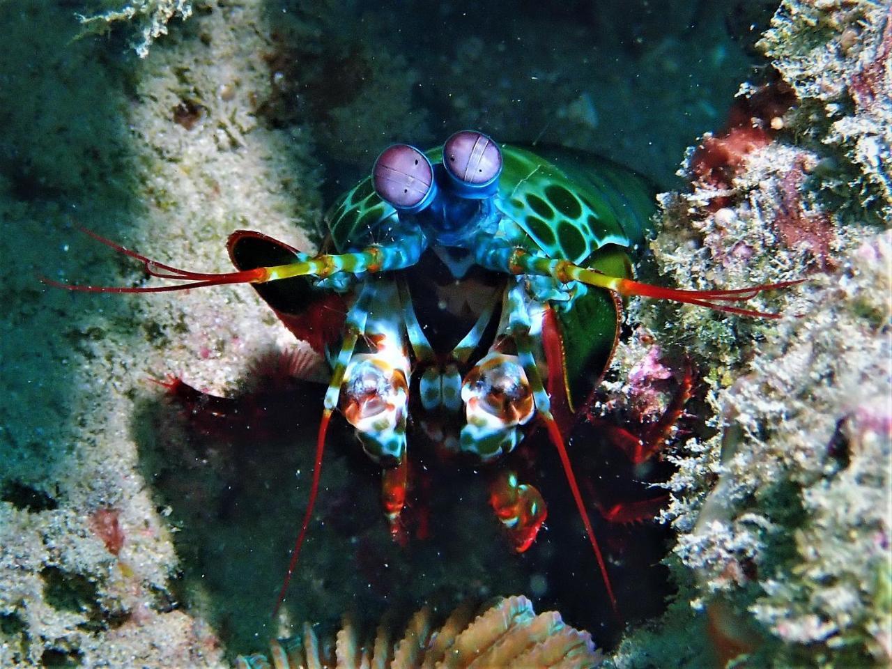 Beloi Atauro Dive Resort מראה חיצוני תמונה
